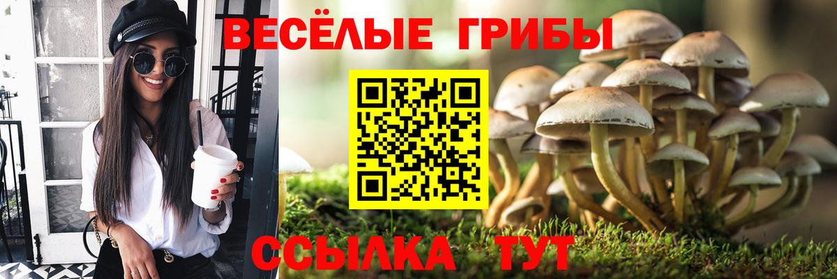 как найти наркотики  Вход с VPN  Великий Новгород  Галлюциногенные грибы Psilocybe  Псилоцибиновые грибы ЛСД 